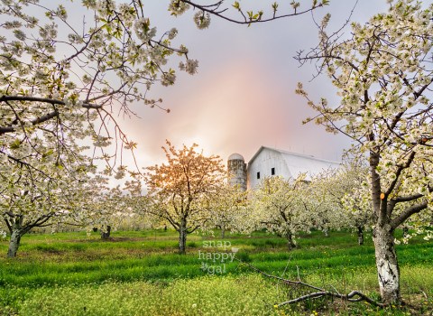 Spring Landscapes