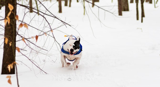 Sunday Funday: The Dog&nbsp;Edition